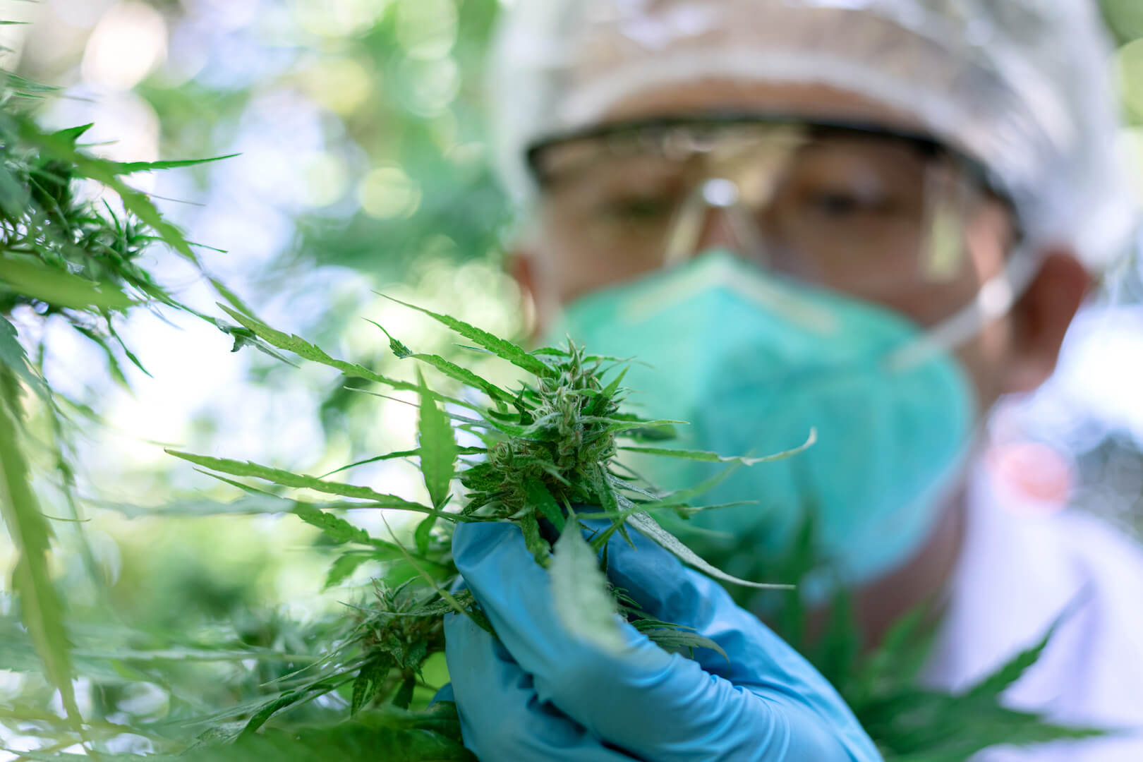 //www.cinvcorp.com/wp-content/uploads/2020/11/scientist-examining-cannabis-plant.jpeg